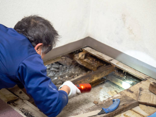 Best Commercial Mold Removal  in Evergreen Park, IL