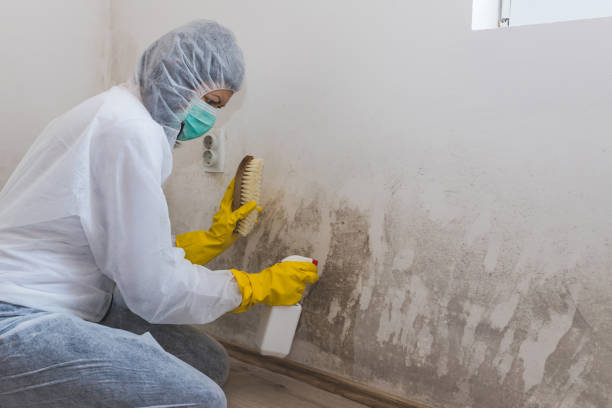 Best Mold Damage Repair  in Evergreen Park, IL