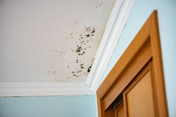 Attic Mold Removal in Evergreen Park, IL