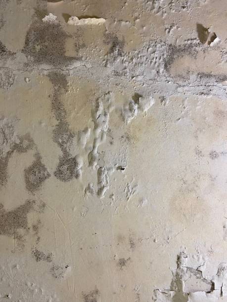 Best Black Mold Removal  in Evergreen Park, IL